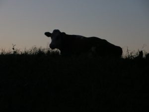 IMG_1257