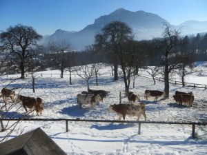 IMG_2344